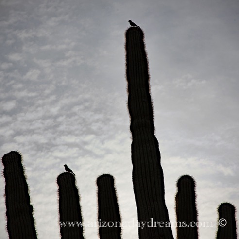 Evening Birds 1
Verde River, Rio Verde, AZ Evening Birds 1
Verde River, Rio Verde, AZ